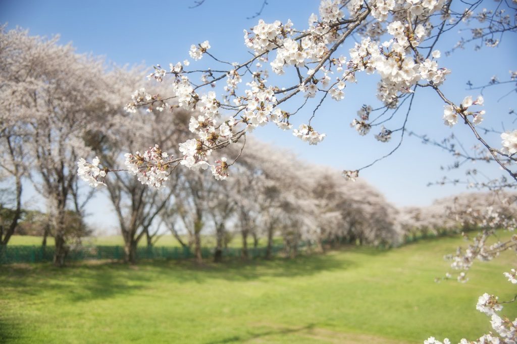 korea, cherry, flowers